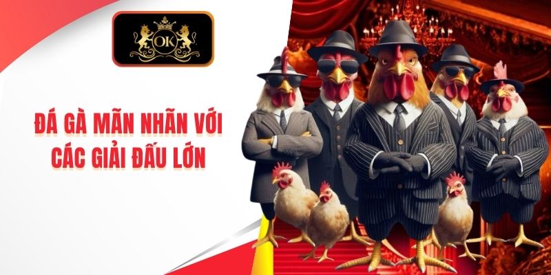 Đá gà mãn nhãn với các giải đấu lớn